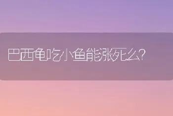 巴西龟吃小鱼能涨死么？