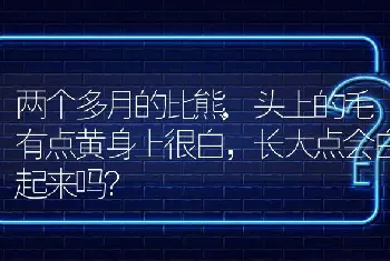 两个多月的比熊,头上的毛有点黄身上很白，长大点会白起来吗？