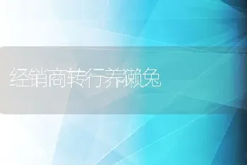 经销商转行养獭兔