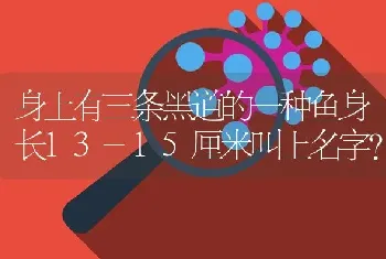 身上有三条黑道的一种鱼身长13-15厘米叫上名字？