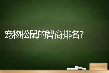 宠物松鼠的智商排名？