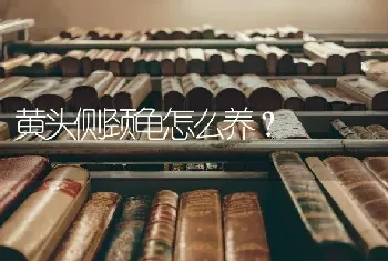 黄头侧颈龟怎么养？