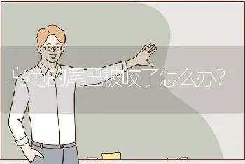 乌龟的尾巴被咬了怎么办？