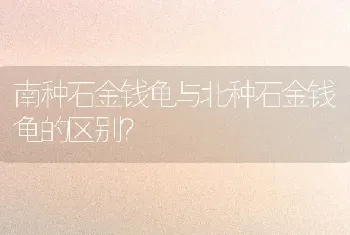 南种石金钱龟与北种石金钱龟的区别？