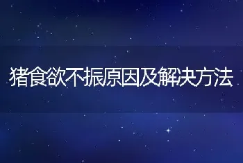 猪食欲不振原因及解决方法