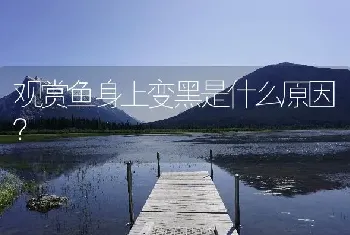 七彩神仙鱼退色是什么原因？