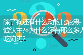 除了狗还有什么动物比较忠诚认主?为什么还有那么多人吃狗肉？