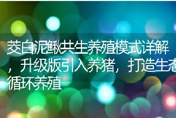 茭白泥鳅共生养殖模式详解，升级版引入养猪，打造生态循环养殖