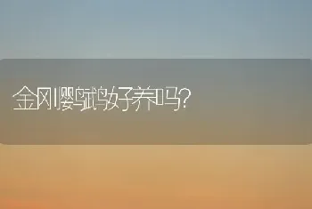 金刚鹦鹉好养吗？