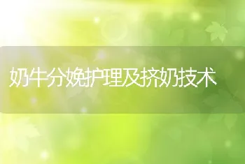 奶牛分娩护理及挤奶技术