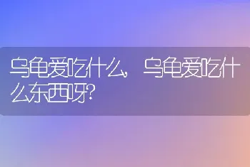 乌龟爱吃什么，乌龟爱吃什么东西呀？