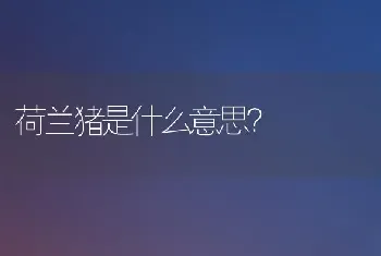 荷兰猪是什么意思？