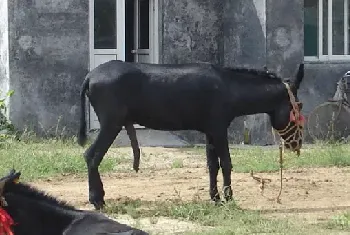 肉驴养殖的饲料成本怎样降低？