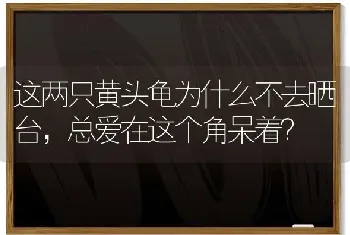 这两只黄头龟为什么不去晒台，总爱在这个角呆着？