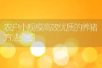 农户小规模高效优质的养猪方法介绍