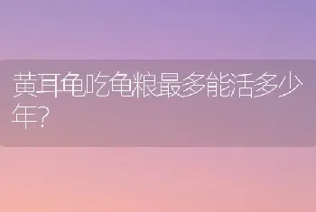 黄耳龟吃龟粮最多能活多少年？