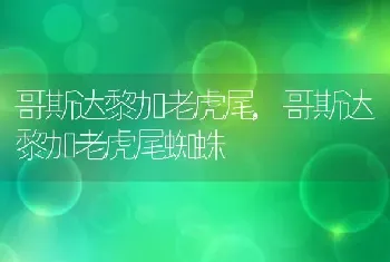 哥斯达黎加老虎尾，哥斯达黎加老虎尾蜘蛛