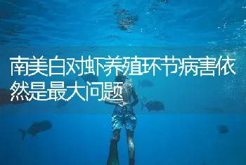 南美白对虾养殖环节病害依然是最大问题