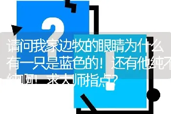 请问我家边牧的眼睛为什么有一只是蓝色的！还有他纯不纯啊！求大师指点？