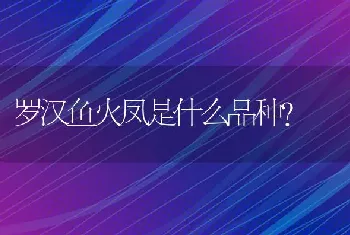 罗汉鱼火凤是什么品种？