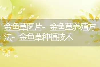 金鱼草图片-金鱼草养殖方法-金鱼草种植技术