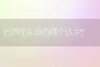 为什么我家泰迪一洗澡就掉好多毛？