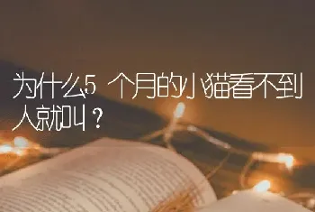 为什么5个月的小猫看不到人就叫？