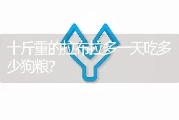 十斤重的拉布拉多一天吃多少狗粮？