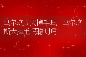 马尔济斯犬掉毛吗，马尔济斯犬掉毛吗聪明吗