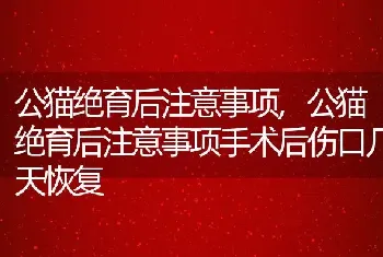 公猫绝育后注意事项，公猫绝育后注意事项手术后伤口几天恢复