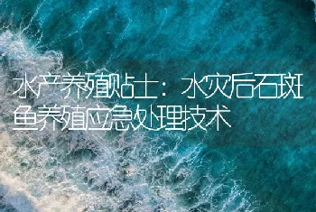 水产养殖贴士：水灾后石斑鱼养殖应急处理技术