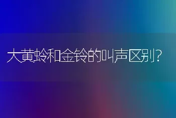 大黄蛉和金铃的叫声区别？