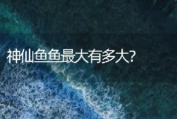 神仙鱼鱼最大有多大？