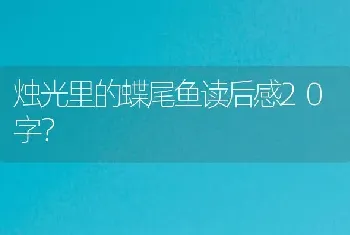 烛光里的蝶尾鱼读后感20字？