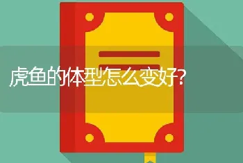 虎鱼的体型怎么变好？