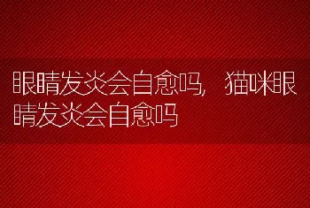 眼睛发炎会自愈吗，猫咪眼睛发炎会自愈吗