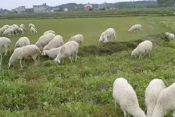 养殖湖羊之种公羊饲养管理操作规程