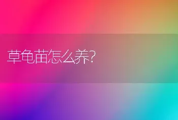 草龟苗怎么养？