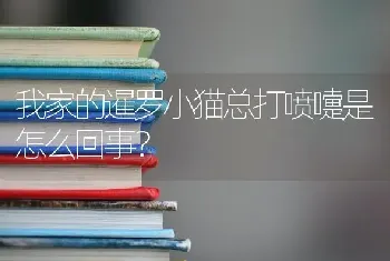 我家的暹罗小猫总打喷嚏是怎么回事？