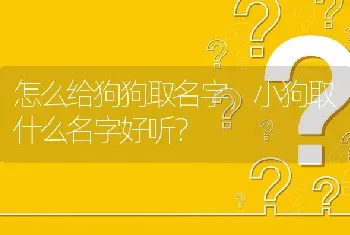 怎么给狗狗取名字，小狗取什么名字好听？