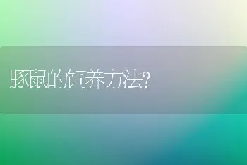 豚鼠的饲养方法？