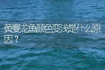 黄曼龙鱼颜色变浅是什么原因？