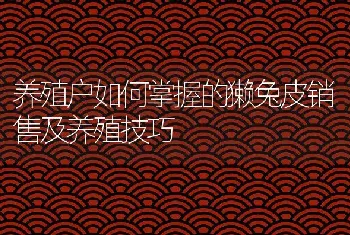 养殖户如何掌握的獭兔皮销售及养殖技巧