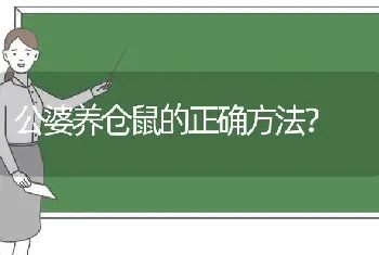 公婆养仓鼠的正确方法？