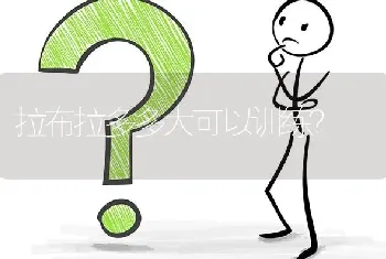 拉布拉多多大可以训练？