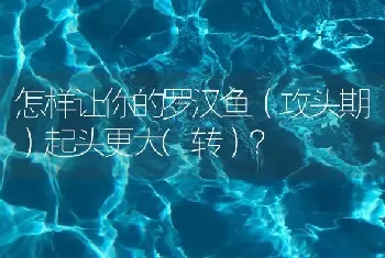 怎样让你的罗汉鱼（攻头期）起头更大(转）？