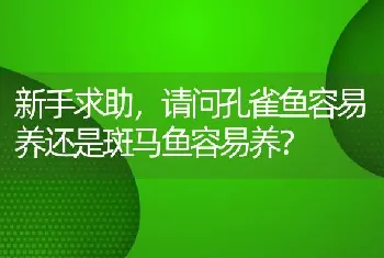 新手求助，请问孔雀鱼容易养还是斑马鱼容易养？