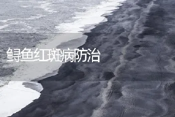 鲟鱼红斑病防治