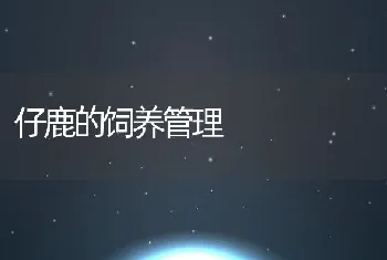 仔鹿的饲养管理