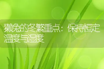 獭兔的冬繁重点：保持恒定温度与湿度